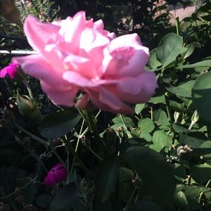 Meet your Posher, Mya